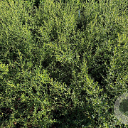 Ceanothus 'Concha' 20-25 cm 2,0L