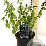 Ceanothus del. 'Henri Défossé' 25-30 cm 2,0L