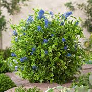 Ceanothus El Dorado 25-30 cm 2,0L