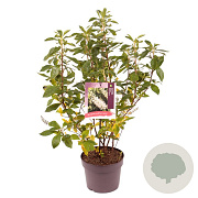 Clethra alnif. 'Hummingbird' 30-40 cm 3,0L