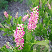 Clethra alnif. 'Rosea' 30-40 cm 3,0L