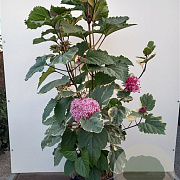 Clerodendrum bungei 'Pink Diamond' 30-40 cm 3,0L