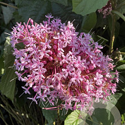 Clerodendrum bungei 30-40 cm 3,0L