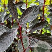 Cornus alba Nightfall 30-40 cm 3,0L
