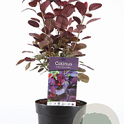 Cotinus cog. 'Royal Purple' 30-40 cm 3,0L