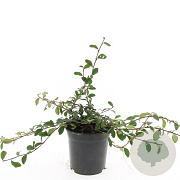 Cotoneaster dammeri GM P15