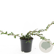 Cotoneaster dam. 'Major' GM P15