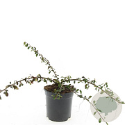 Cotoneaster radicans 'Eichholz' GM P15