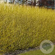 Cornus sericea 'Flaviramea' 30-40 cm 3,0L