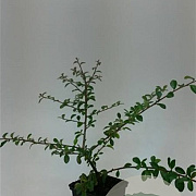 Cotoneaster suec. 'Skogholm' GM P15