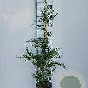Cupressocyparis leylandii 80-100 cm 3,0L