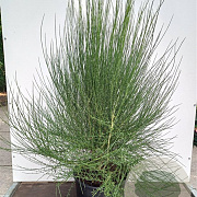 Cytisus 'Zeelandia' 30-40 cm 3,0L