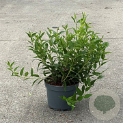 Deutzia gracilis 25-30 cm 3,5L
