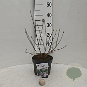 Deutzia hybrida 'Mont Rose' 30-40 cm 3,0L
