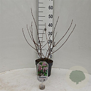 Deutzia hybrida 'Strawberry Fields' 30-40 cm 3,0L