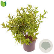 Diervilla sessilif. 'Butterfly' 30-40 cm 3,0L