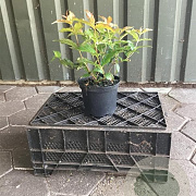 Diervilla splendens 30-40 cm 3,0L