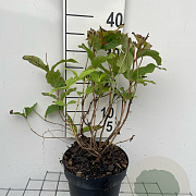 Diervilla splendens 30-40 cm 3,0L
