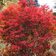 Enkianthus camp. 'Red Bells' 25-30 cm 3,5L