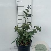 Euonymus alat. 'Compactus' 30-40 cm 3,0L