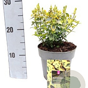 Euonymus fort. 'Emerald 'n' Gold' GM P15