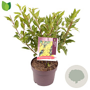 Forsythia int. 'Lynwood' 30-40 cm 3,0L