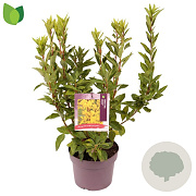 Forsythia int. Minigold 30-40 cm 3,0L