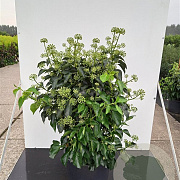Hedera hel. 'Arborescens' 25-30 cm 3,5L