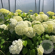 Hydrangea a. 'Annabelle' 30-40 cm 5,0L struik