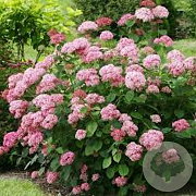 Hydrangea a. Candybelle Bubblegum 30 cm 3,0L
