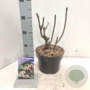 Hydrangea asp. 'Macrophylla' 40-60 cm 7,5L