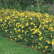 Hypericum 'Hidcote' GM P15
