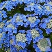 Hydrangea m. 'Blaumeise' 25-30 cm 3,5L
