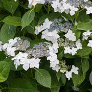 Hydrangea m. 'Lanarth White' 25-30 cm 3,5L