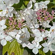 Hydrangea m. 'Mariesii Grandiflora' 25-30 cm 3,5L