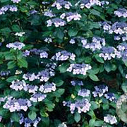 Hydrangea m. 'Mariesii Perfecta' 25-30 cm 3,5L