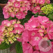 Hydrangea m. 'Rosita' 25-30 cm 3,5L