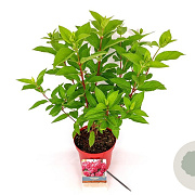 Hydrangea pan. Bonfire 30-40 cm 3,0L