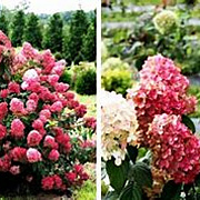 Hydrangea pan. Diamand Rouge 30-40 cm 3,0L