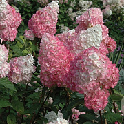 Hydrangea pan. 'Pink Diamond' 40-60 cm 7,5L