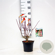Hydrangea pan. Pinky Winky 30-40 cm 3,0L