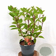Hydrangea pan. 'Wim's Red' 30-40 cm 3,0L