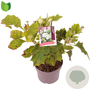 Hydrangea querc. 'Alice' 30-40 cm 3,0L