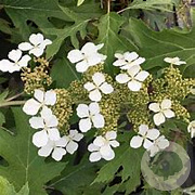 Hydrangea querc. 'Amethyst' 30-40 cm 3,0L
