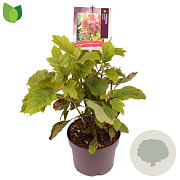 Hydrangea querc. 'Amethyst' 30-40 cm 3,0L