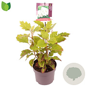 Hydrangea querc. Snow Queen 30-40 cm 3,0L