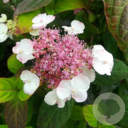 Hydrangea serrata oamacha 25-30 cm 3,5L