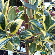 Ilex aq. 'Silver van Tol' 25 cm 3,0L