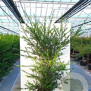 Ilex crenata 'Green Hedge' 20-25 cm 2,0L