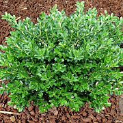 Ilex crenata 'Green Lustre' 25-30 cm 3,5L